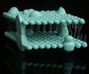 細(xì)胞膜結(jié)構(gòu)模型