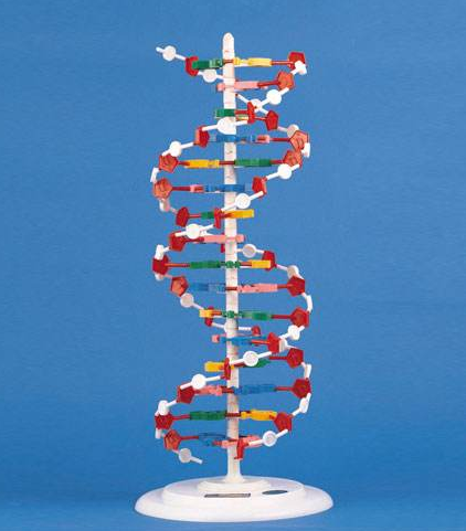 DNA結(jié)構(gòu)模型