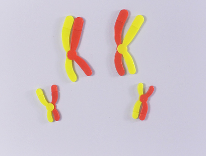 減數(shù)分裂中染色體變化模型組件